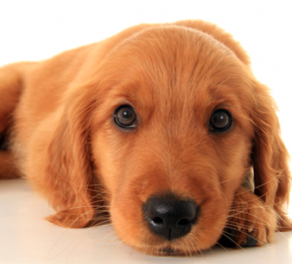 assistance animal dog